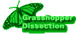 Grasshopper Dissection