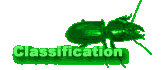Classification