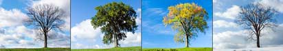 season trees