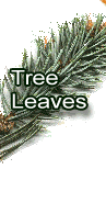 Tree Leaves